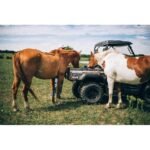 Axis 500 4 × 4 UTV - Image 4